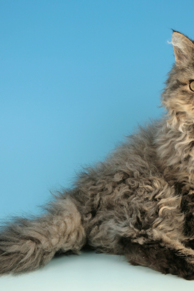 Порода кошек селкирк рекс