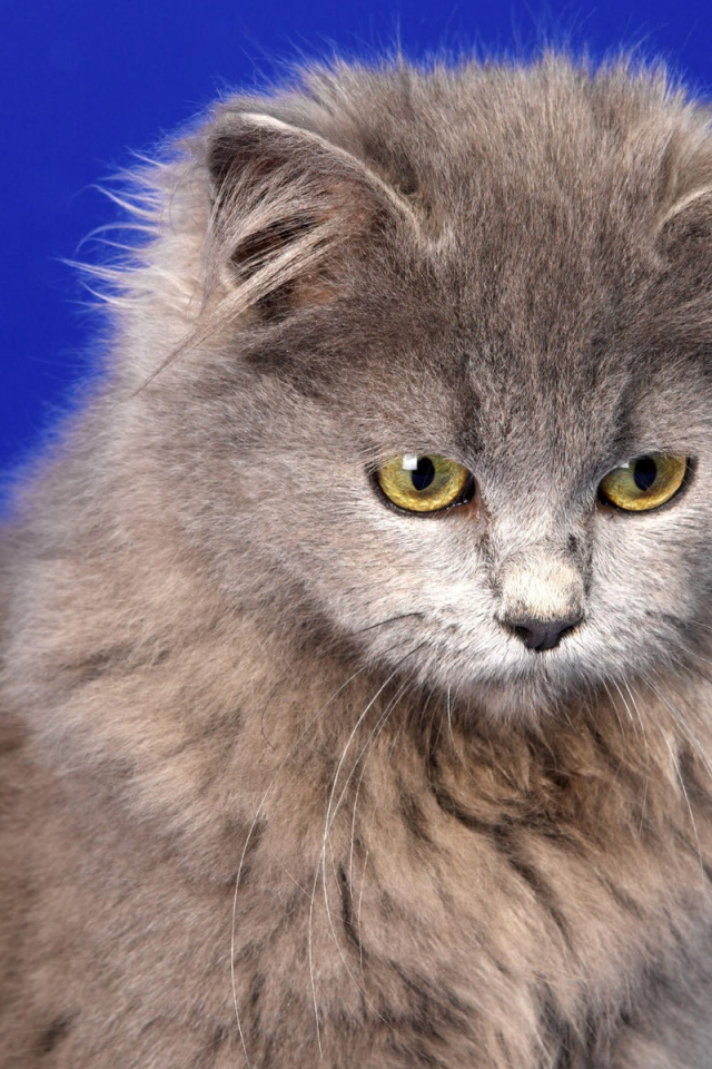 Кот селкирк рекс на голубом фоне