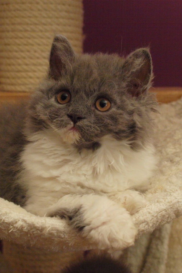 Селкирк рекс в гамаке