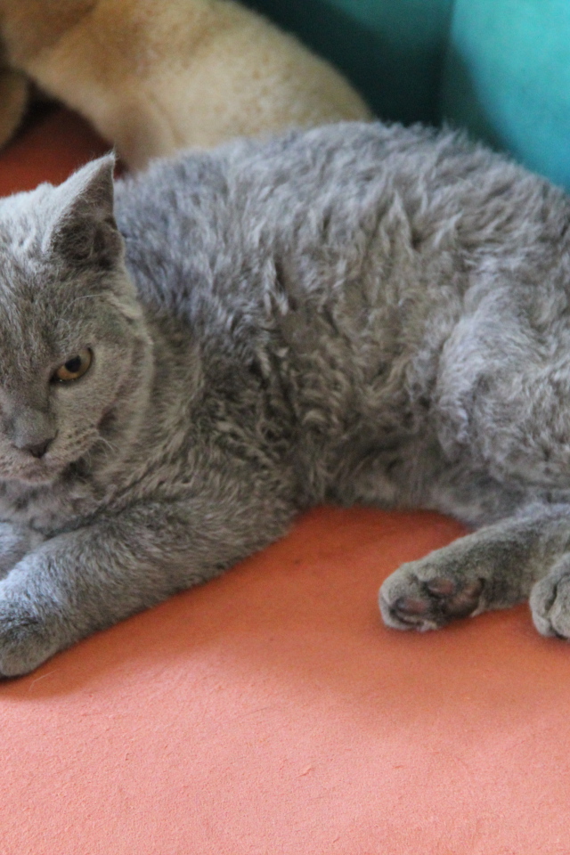 Селкирк рекс лежит на диване