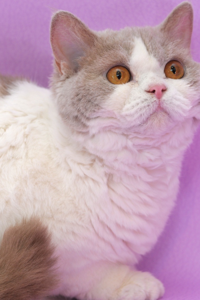 Селкирк рекс на сиреневом фоне