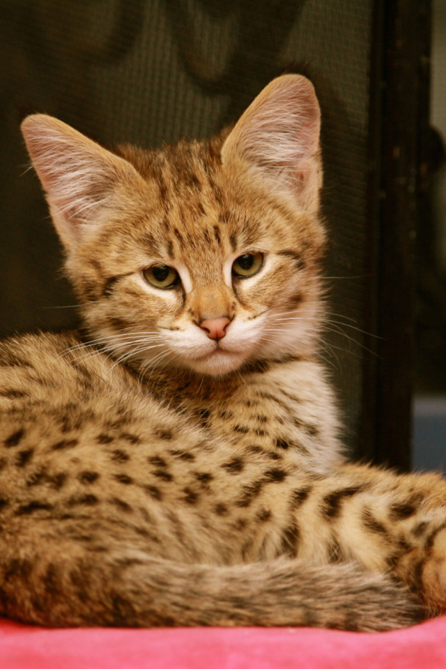 Серьезный котенок саванна