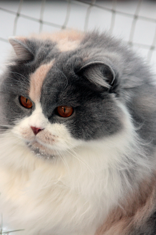 Лохматая британская длинношерстная кошка