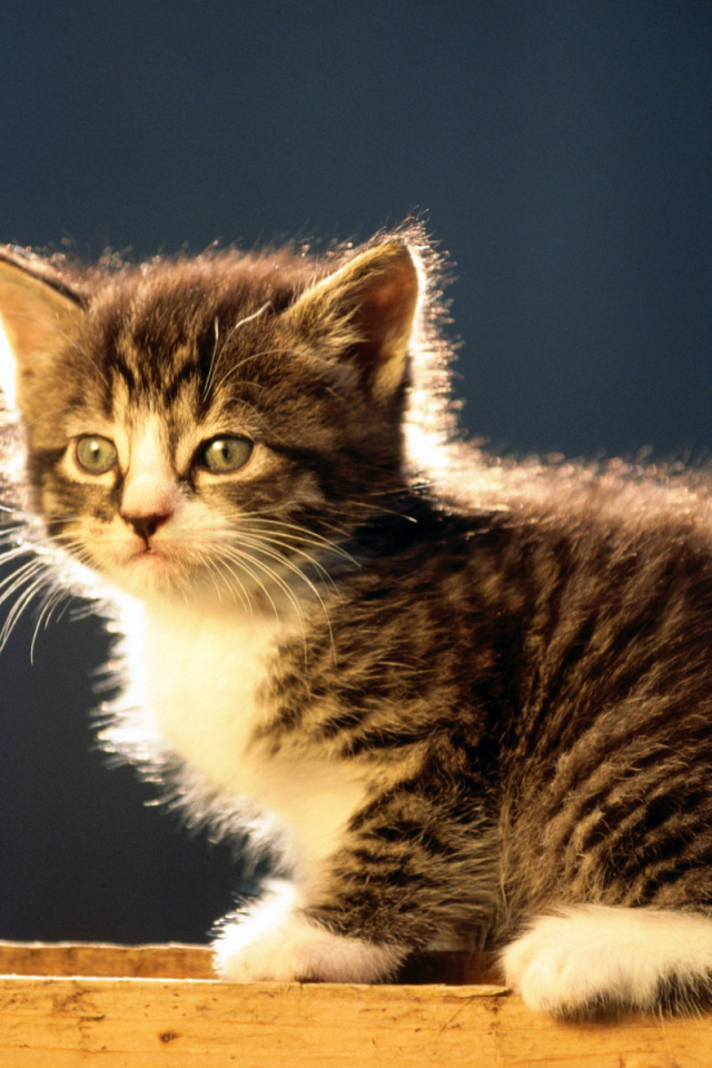 Лохматый котенок курильского бобтейла