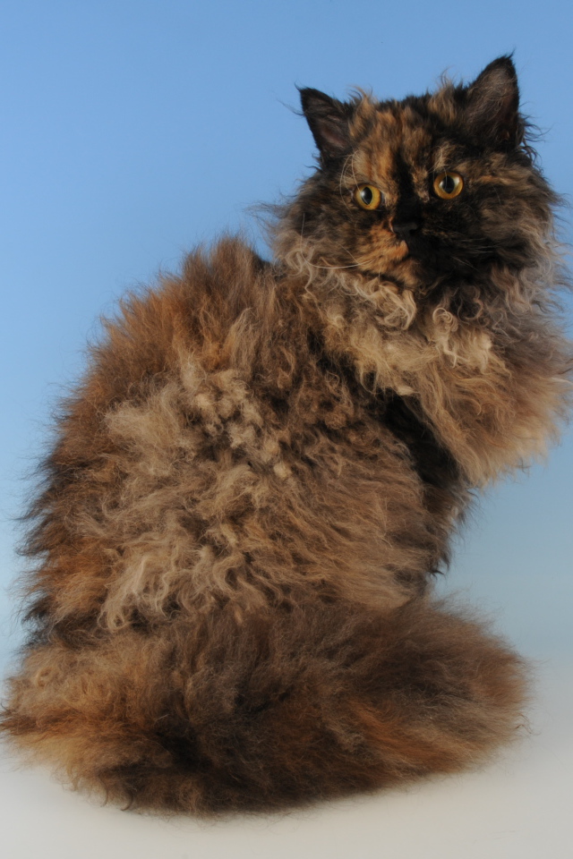 Лохматый селкирк рекс