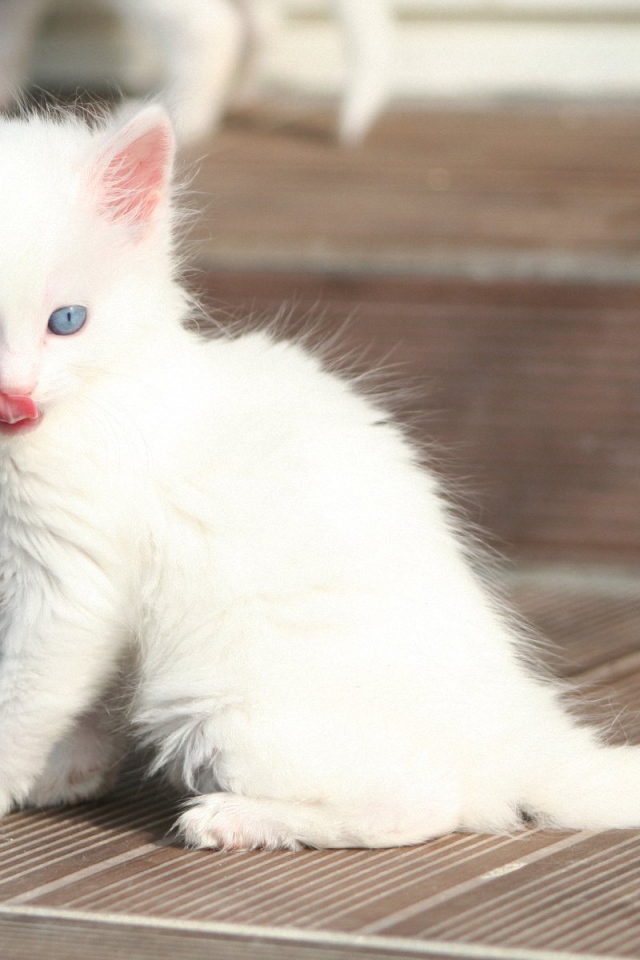 Лохматый котенок турецкая ангора