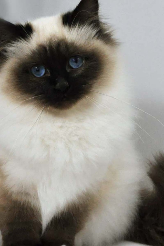 Лохматый котенок гималайской кошки