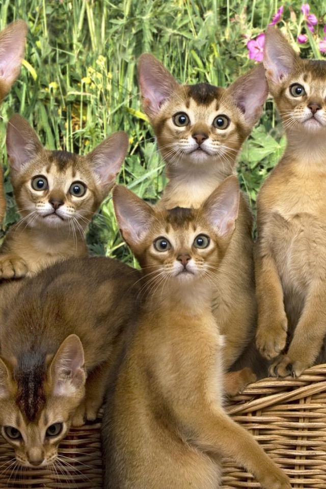 Корзина котят абиссинской породы