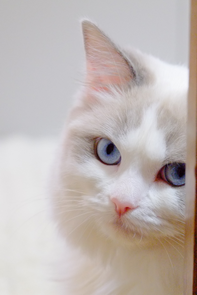 Стеснительная кошка рэгдолл