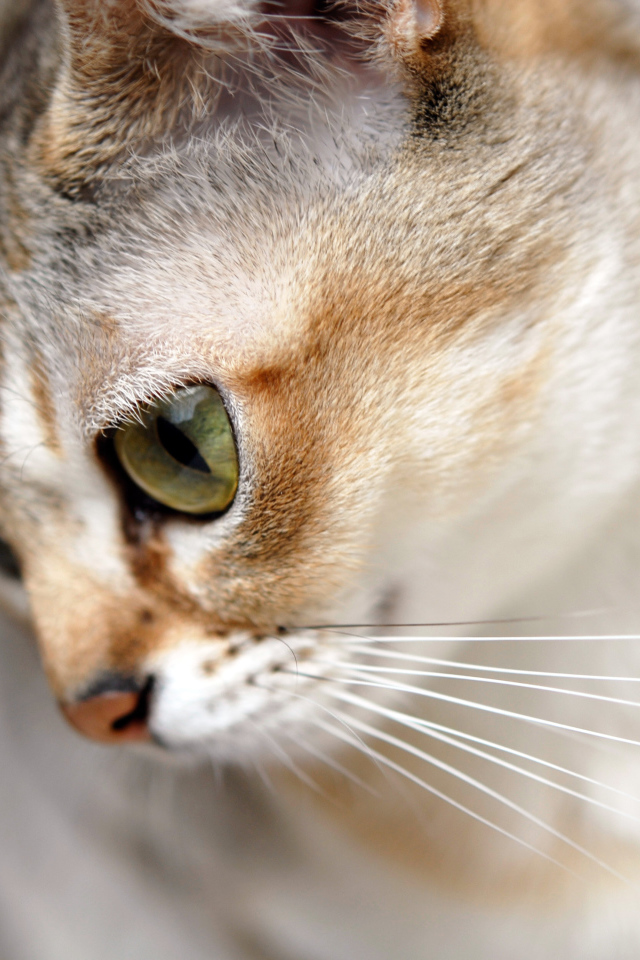 Милашка сингапурская кошка