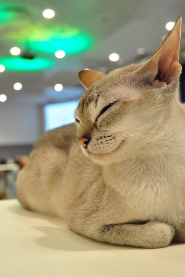 Сингапурская кошка прикрыла глаза