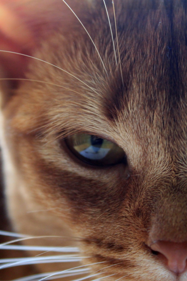 Глаза сингапурской кошки