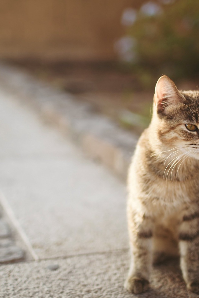 Котенок сингапурской кошки