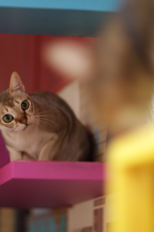 Сингапурская кошка на стуле