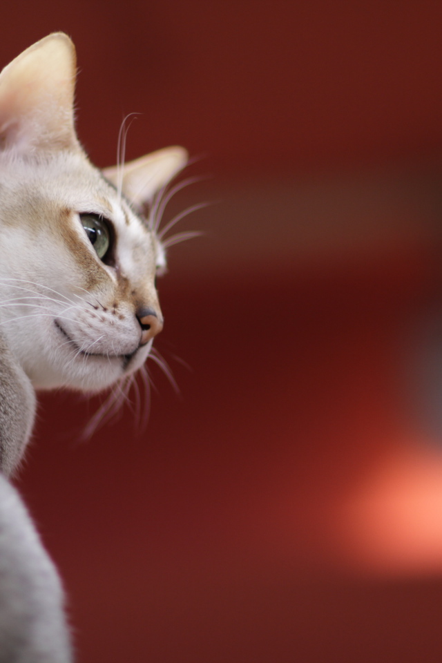 Сингапурская кошка на красном фоне