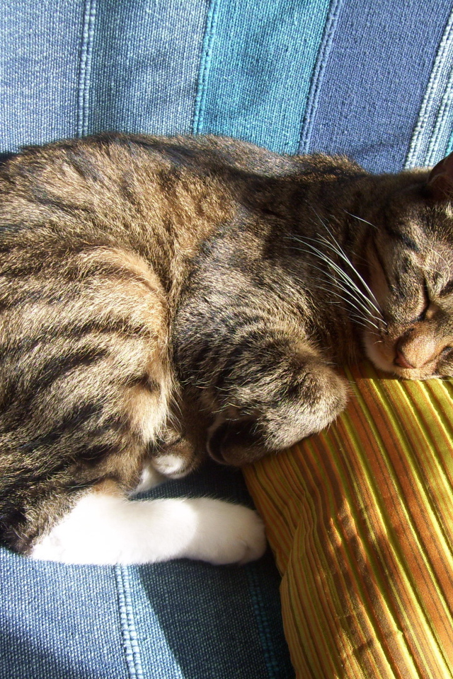 Спящий американский бобтейл