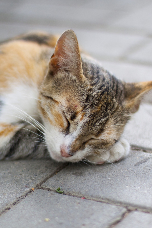 Спящая американская жесткошерстная кошка