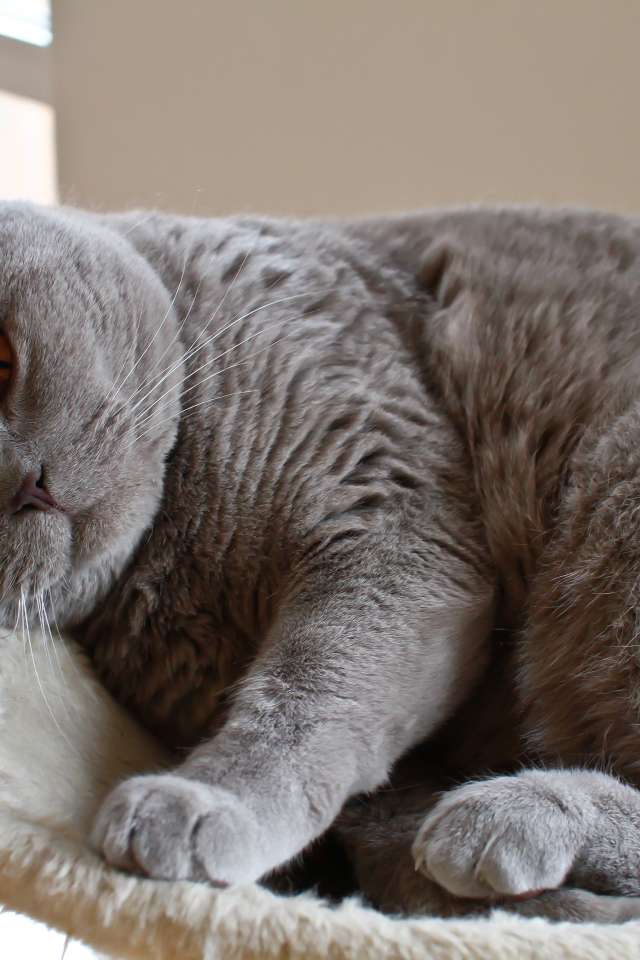 Спящая британская длинношерстная кошка