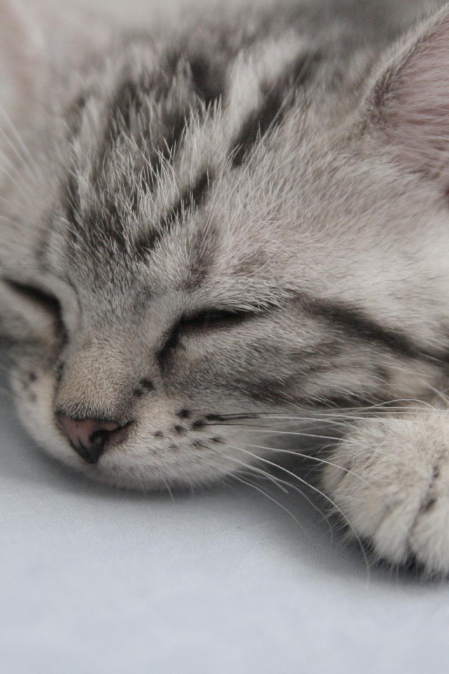 Спящий котенок американской жесткошерстной кошки