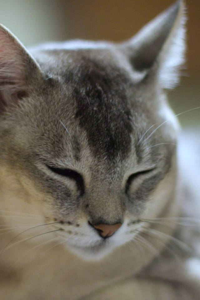 Сонный кот бурмилла