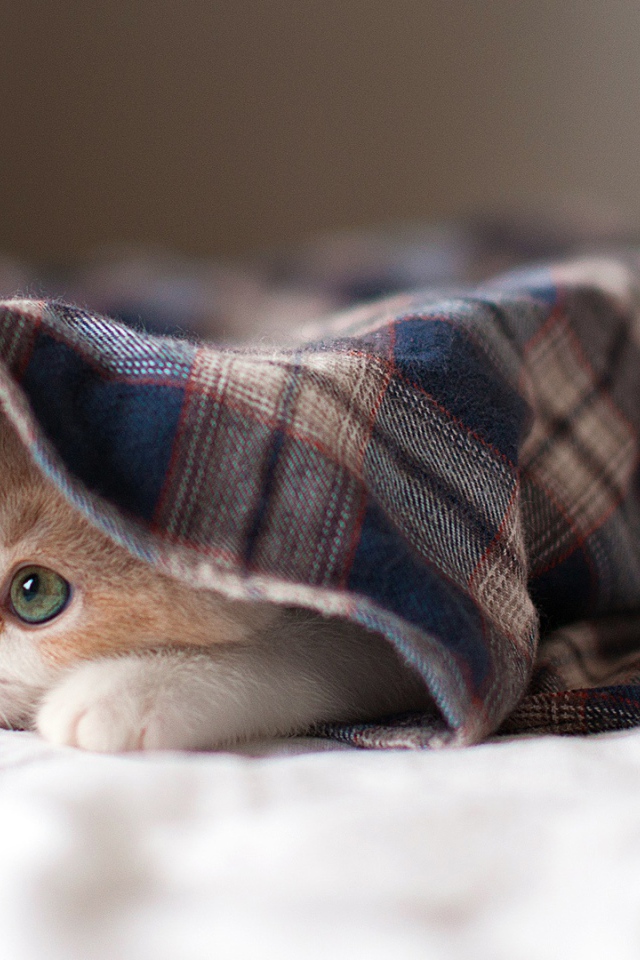 Спящая кошка