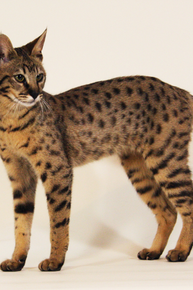 Стройная кошка саванна