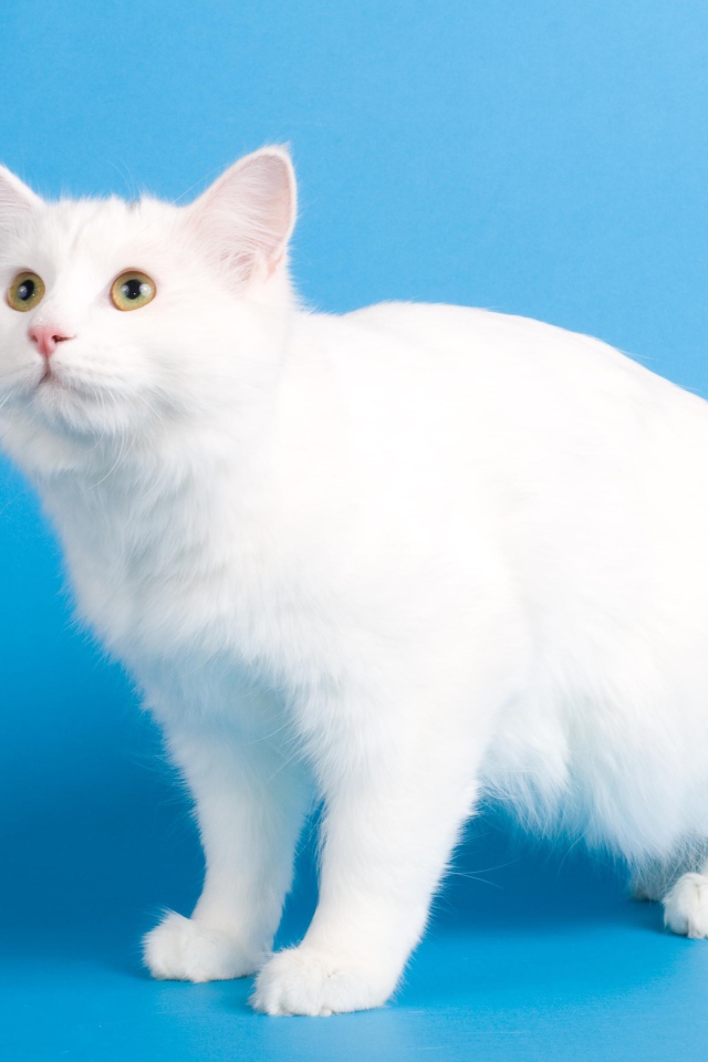 Белоснежный курильский бобтейл