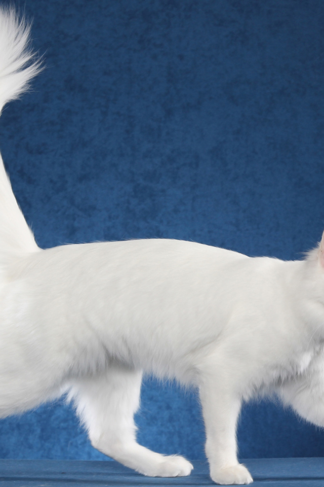 Белоснежный турецкий ван