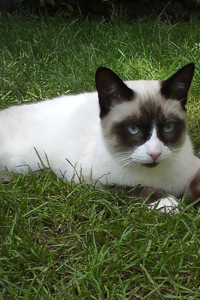 Кот сноу-шу на траве