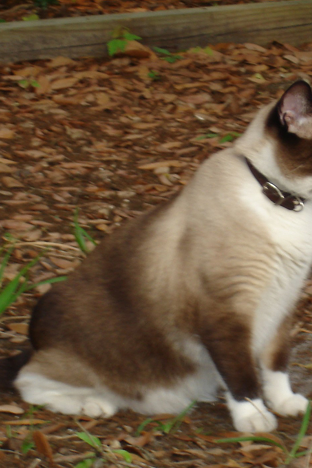 Кот сноу-шу в ошейнике