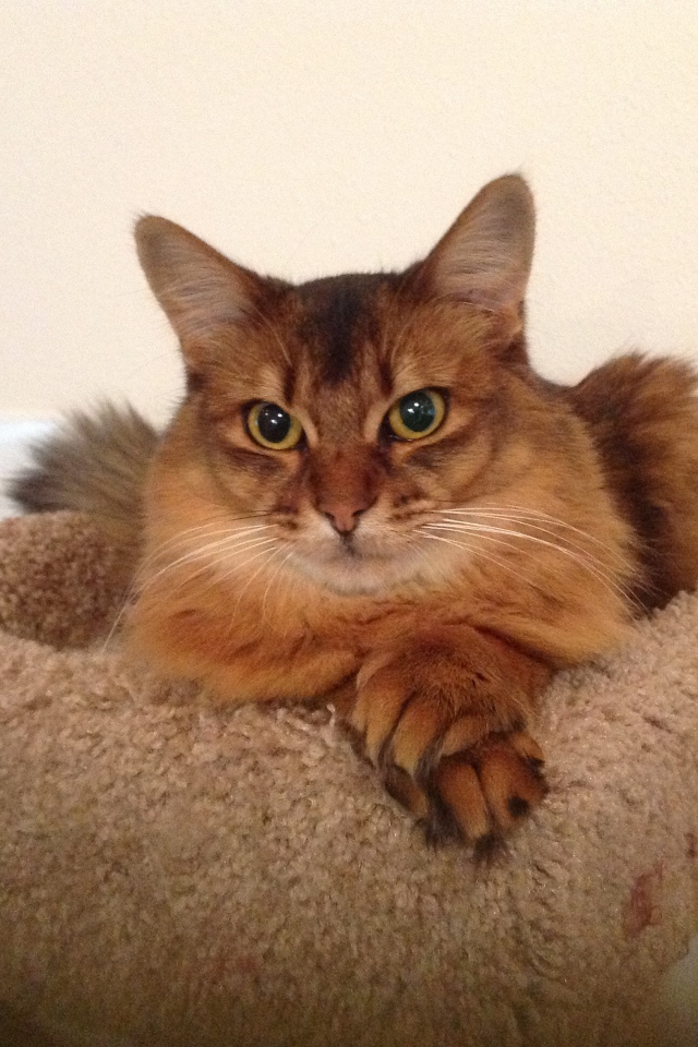 Сомалийская кошка в домике