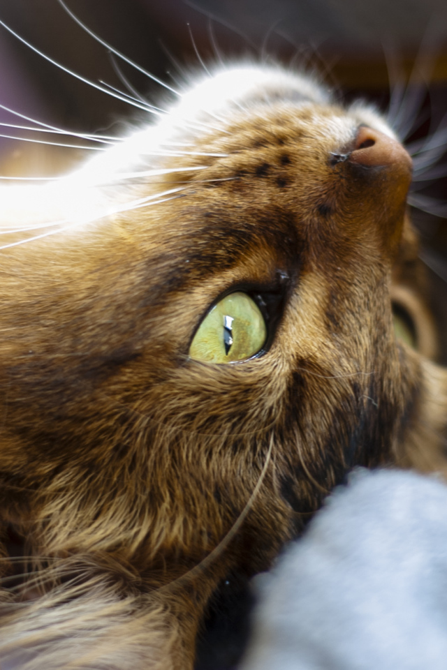 Сомалийская кошка на спине