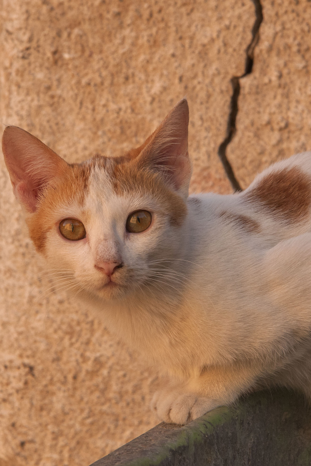 Уличный кот аравийский мау