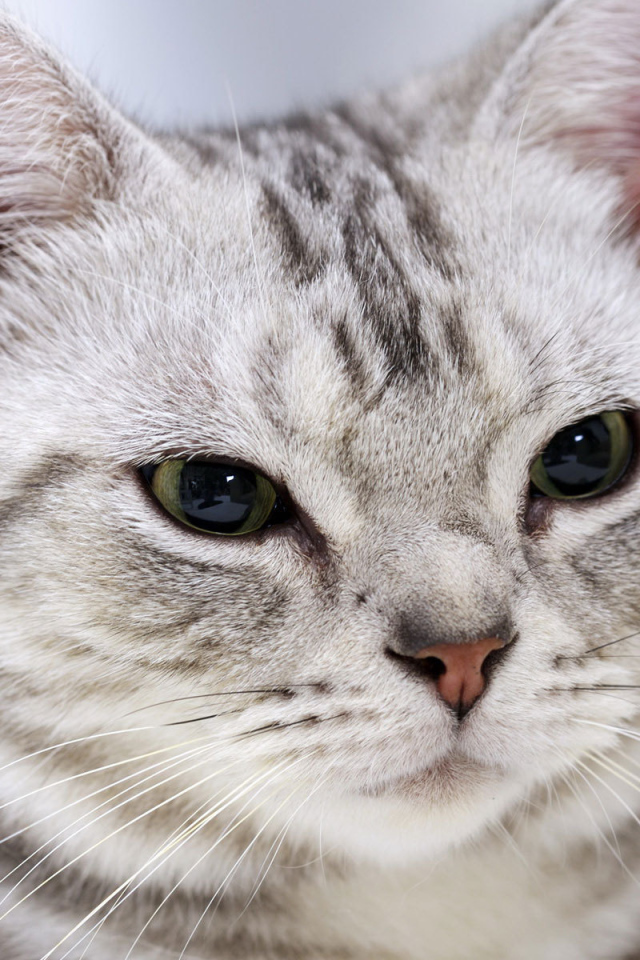 Строгая американская короткошерстная кошка