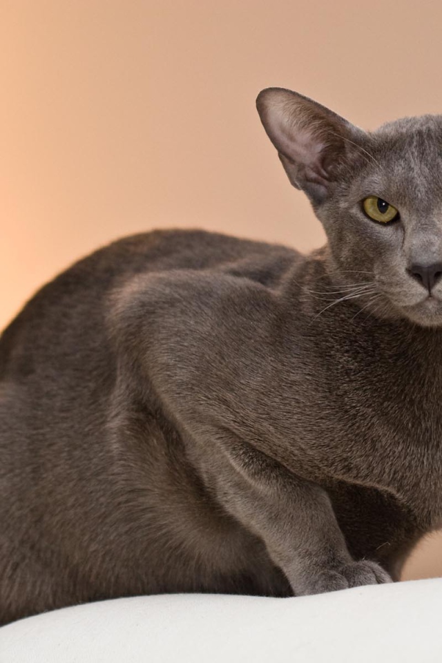 Строгая ориентальная длинношерстная кошка