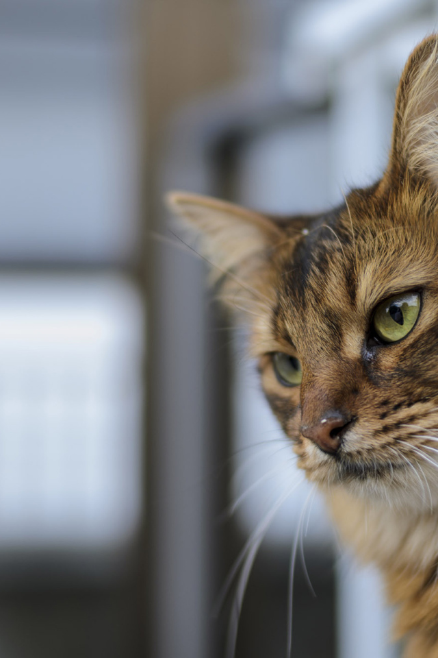 Строгая сомалийская кошка