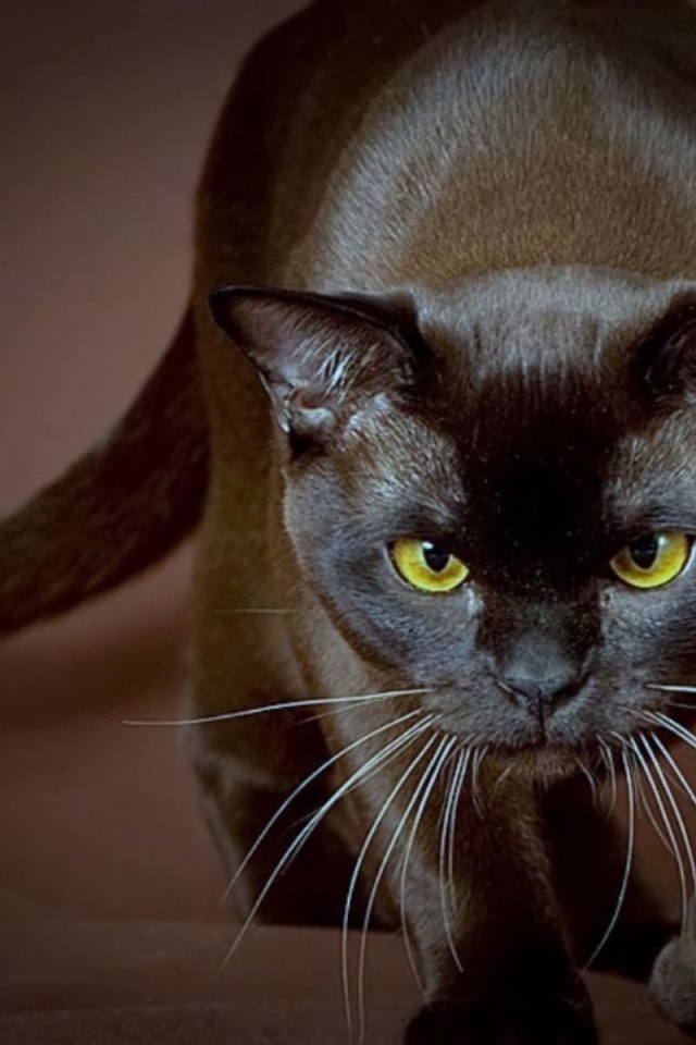 Сильная бурманская кошка