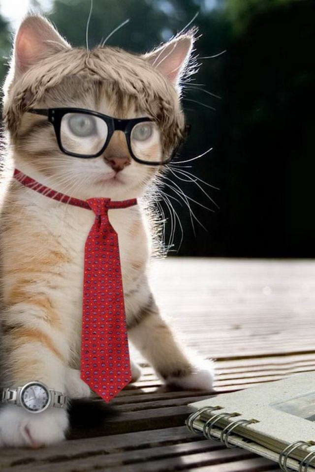 Стильный котенок