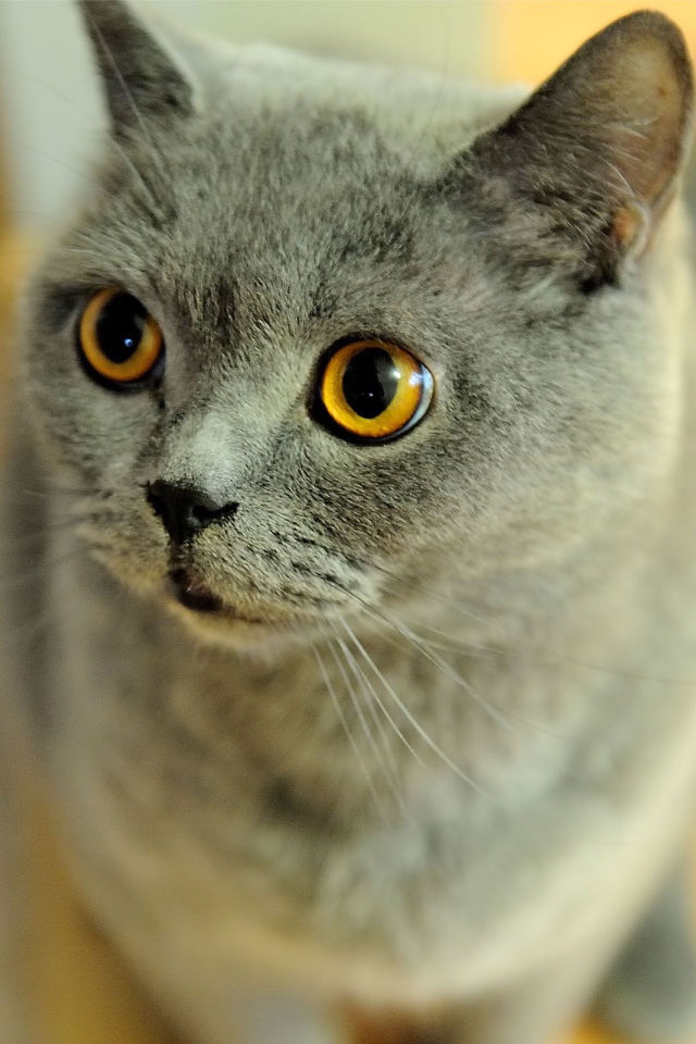 Удивленная британская короткошерстная кошка