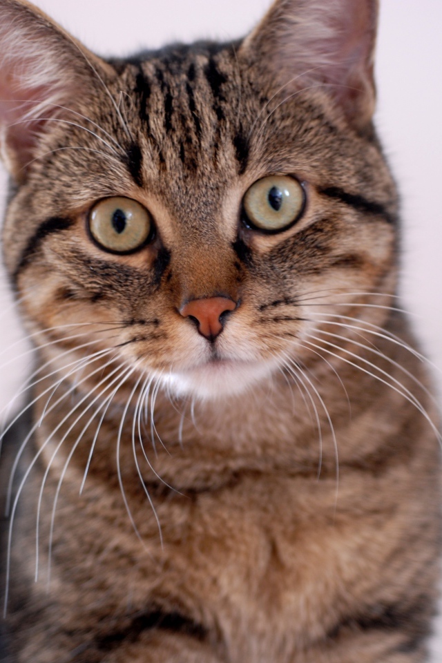 Удивленная европейская короткошерстная кошка