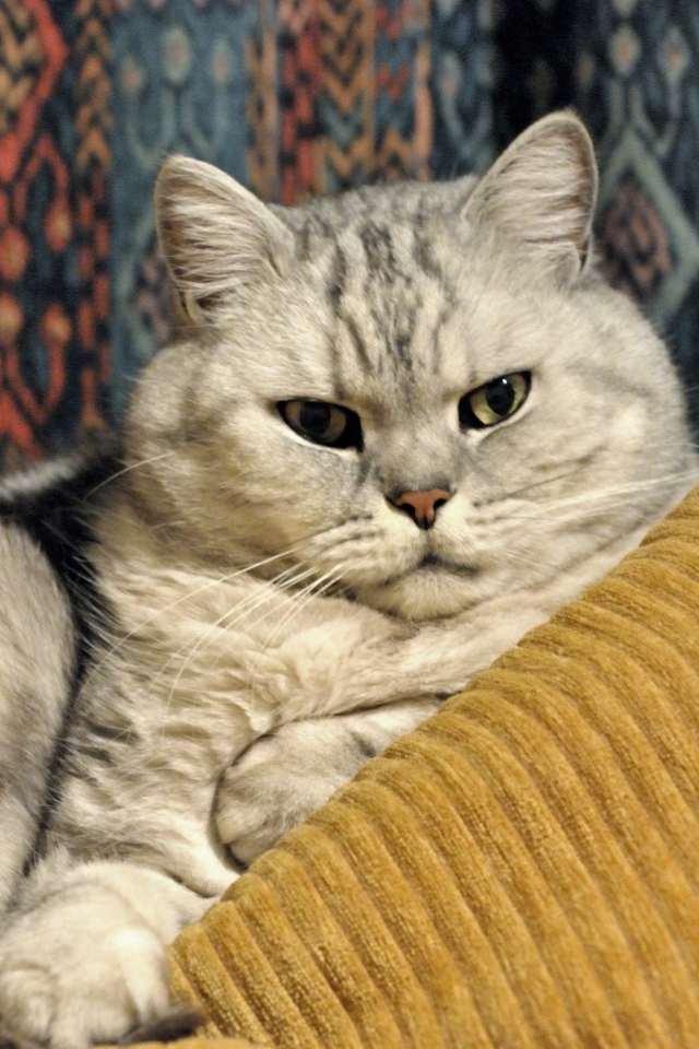 Милая британская короткошерстная кошка