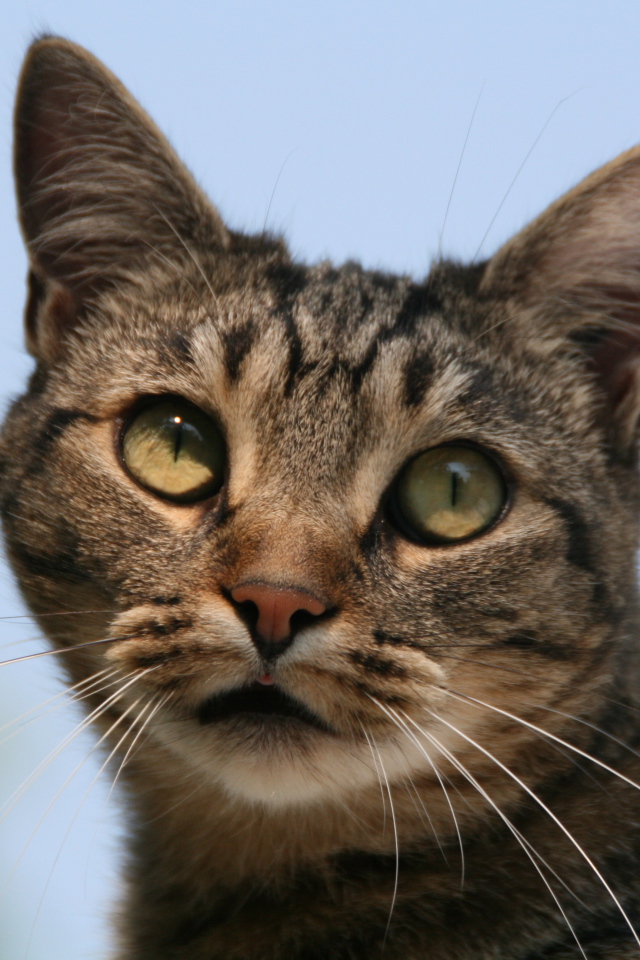 Милая европейская короткошерстная кошка