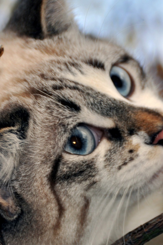 Голубоглазый кот