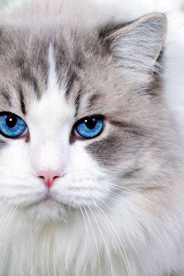 Голубоглазый кот охос азулес