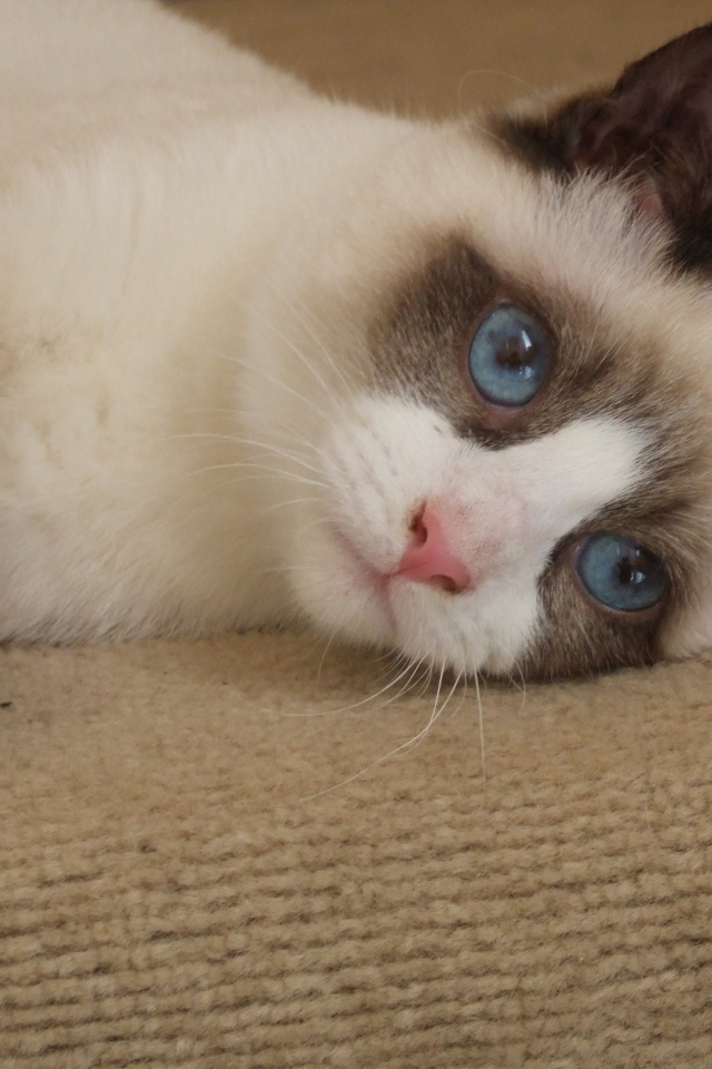 Голубоглазый кот сноу-шу