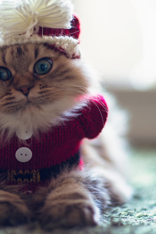 Кот в одежде