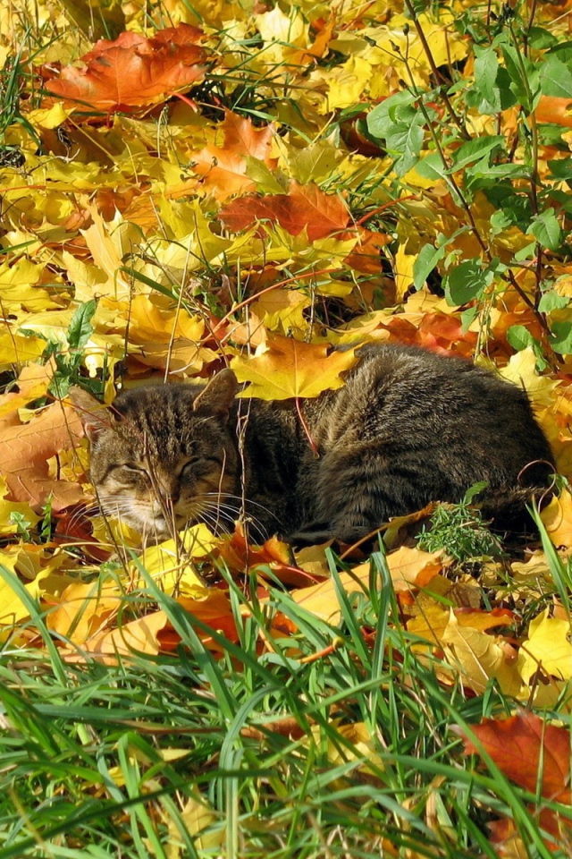 Кот в осенней листве