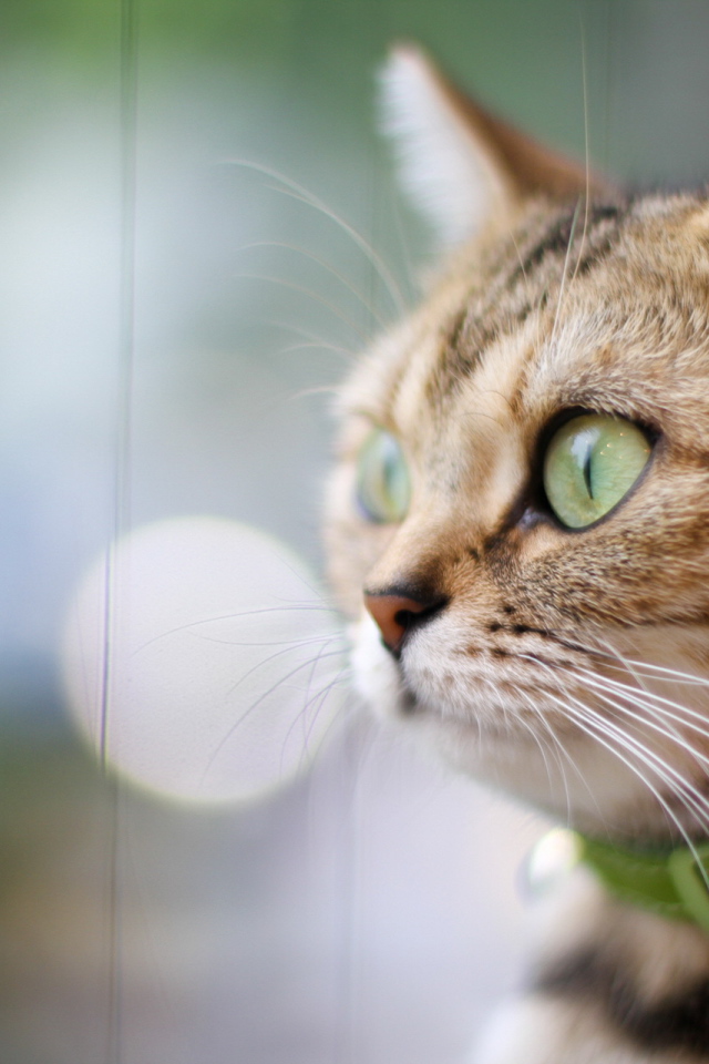 Кот в зеленом ошейнике