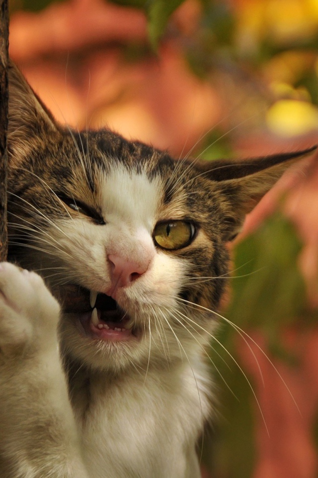 Кот грызет палку