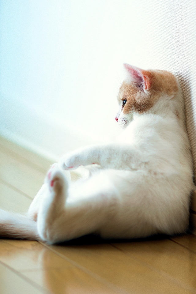 Кошка отдыхает у стены